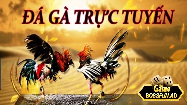 Giới thiệu về chơi đá gà trực tuyến tại bossfun