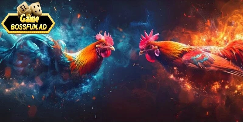 Giới thiệu về accsh chơi đá gà trực tuyến tại bossfun