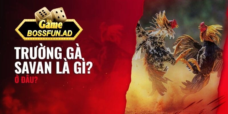 Giới thiệu vè trường gà savan bossfun