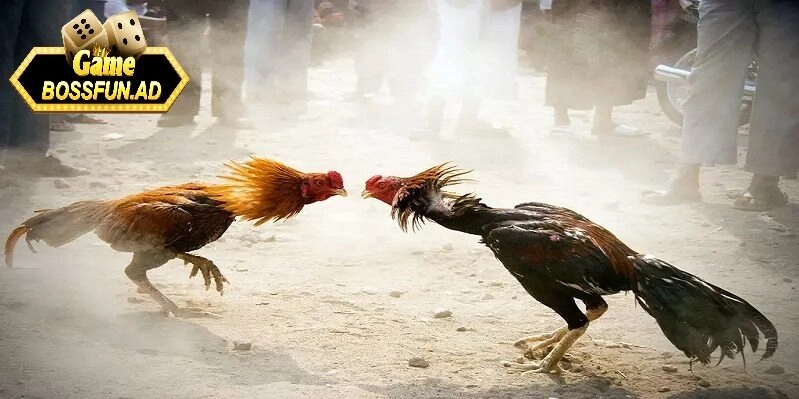 Quy trình tham gia và cách chơi đá gà chi tiết tại bossfun